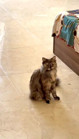Cats for free adoptions