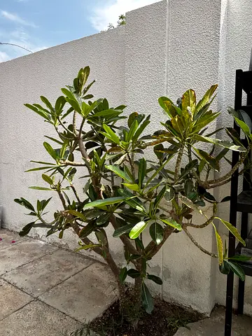 Beautiful Big Frangipanes Trees