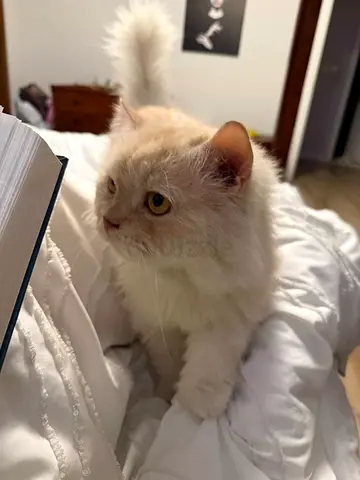 Persian cat, 4 years old, available for adoption (Free)