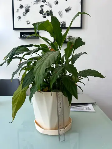 Peace Lily (Spathiphyllum)
