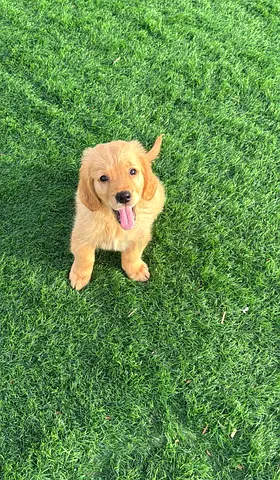 Golden Retriever Puppy for Adoption