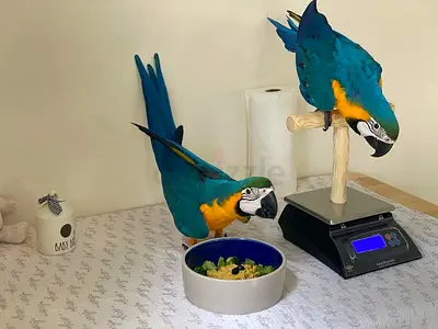 Hand tamed Blue  Gold macaw parrots