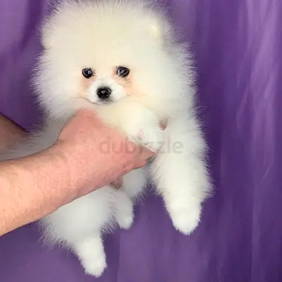 Adorable White Pomeranian Puppy — Healthy, Playful, and Vaccinated.