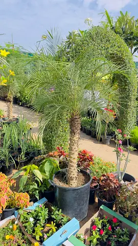 Healthy Potted Phoenix Canary Palm (Outdoor/Indoor) - Approx 1.5m Height