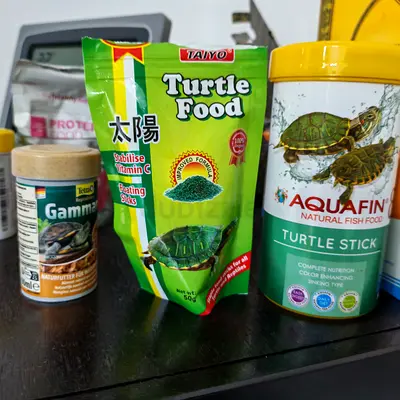 Free turtle food