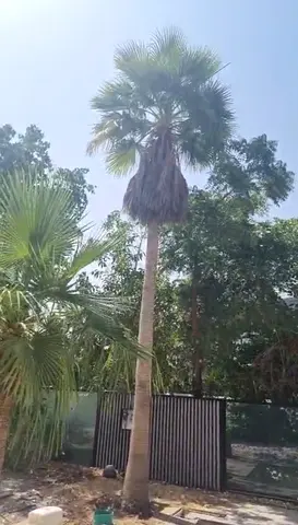 Mature Tall Palm Tree