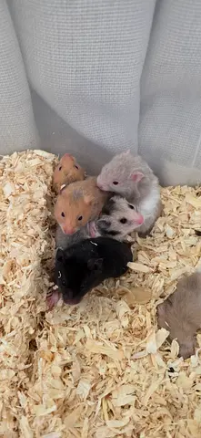 8 Syrian hamsters baby with father and cage
