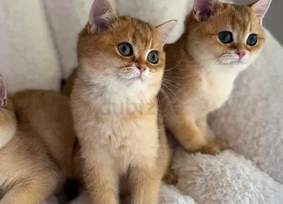 British shorthaired Golden