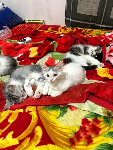 4 Adorable Kittens and Mama Available for free Adoption - Healthy and Playful