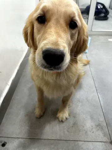 Golden Retriever Adoption