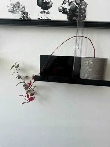 Trailing Lipstick Plant / Aeschynanthus type OR Alternanthera-type vine