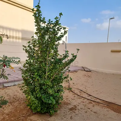 STUNNING 2m+ Triple Red Hibiscus Collection – Mature  Lush