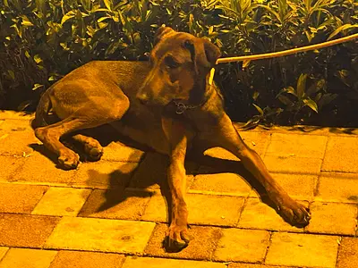 Dog for adoption/rehoming