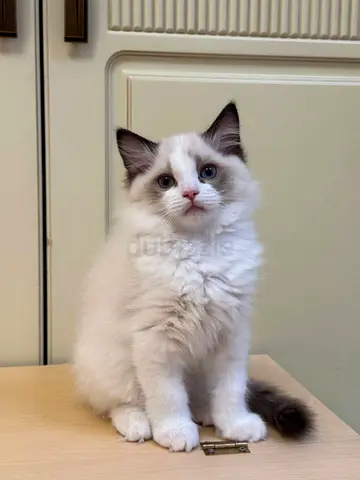 Cute Ragdoll Kittens For Adoption
