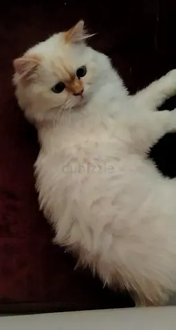 White long-haired Persian cat friendly indoor pet ready for adoption