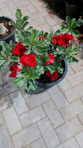 Red Desert Rose (Adenium) Potted Plant - Healthy Blooming Specimen