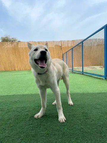 Friendly medium-sized white dog available for adoption — good with people