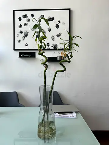 Lucky Bamboo (Dracaena sanderiana)