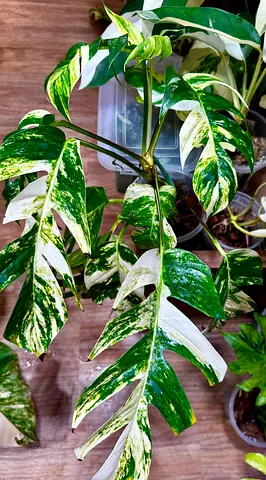 Epipremnum pinnatum Flame 🔥 325/-. Pickup from financial center metro. Delivery can be arranged