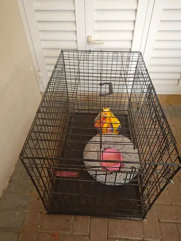 Used Life Stages Small Animal Cage — Good Condition