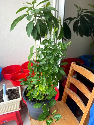 Lemon and Avocados plants