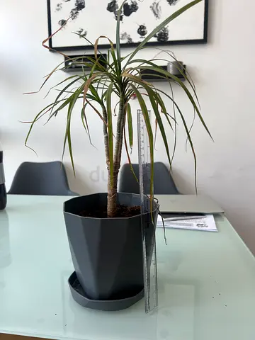 Dracaena marginata (Dragon Tree)