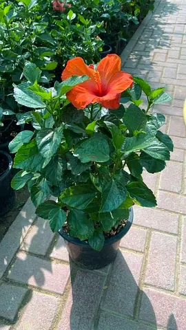 Potted Orange Hibiscus Plant - Healthy Outdoor Garden Accent