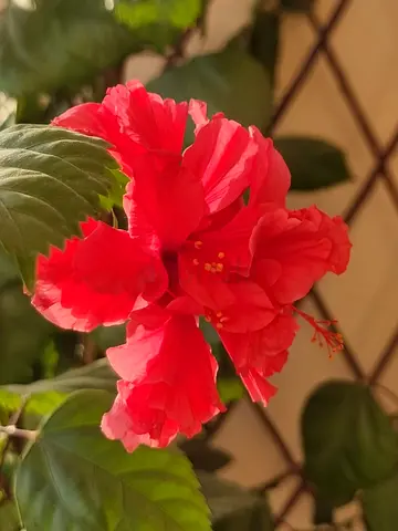 STUNNING 2m+ Triple Red Hibiscus Collection – Mature  Lush
