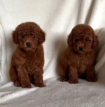 Male and female toy poodle puppies