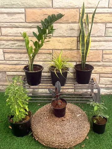 Collection of 6 Indoor Potted Plants with Pots - ZZ, Snake Plant, Spider Plant  More-- just 99  AED