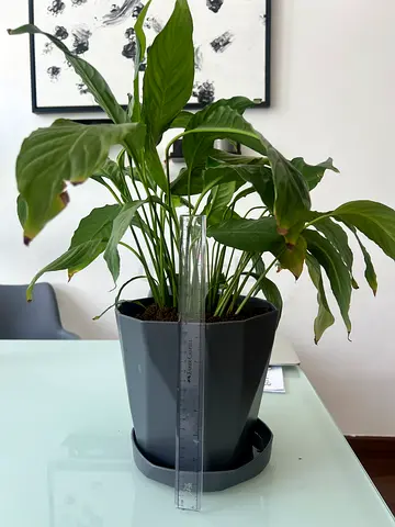 Peace Lily (Spathiphyllum)