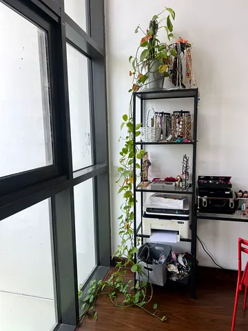 Golden Pothos (Epipremnum aureum)