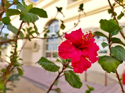 STUNNING 2m+ Triple Red Hibiscus Collection – Mature  Lush