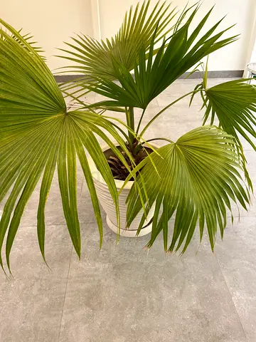 Plant with pot- healthy- big