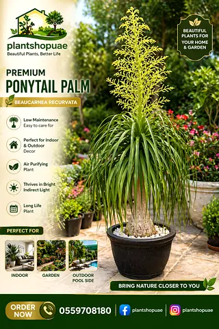 Ponytail Palm (Beaucarnea recurvata) - Healthy Potted Indoor/Outdoor Plant