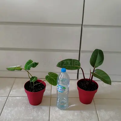 Philodendron red Congo and philodendron gloriusum 100 dhs only
