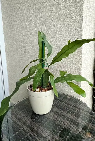 Night-blooming white cactus (Epiphyllum) - healthy potted plant with occasional flowers