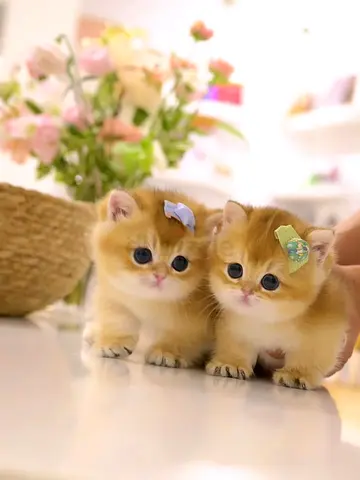 Two adorable golden kittens available for adoption