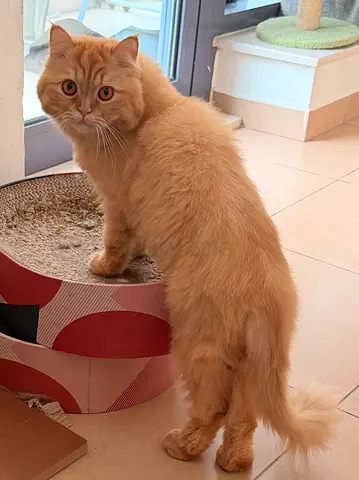 Turkish Angora Cat for adoption