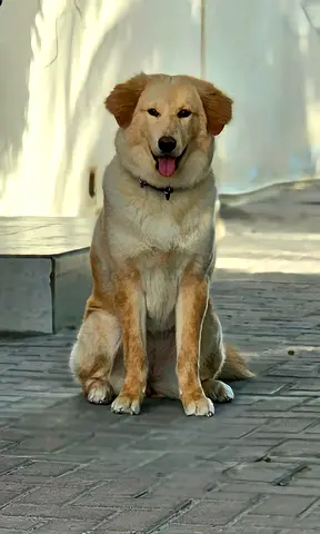 Friendly medium-large mixed-breed dog looking for a new home