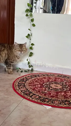 Friendly long-haired cat available for adoption (Domestic long hair breed)