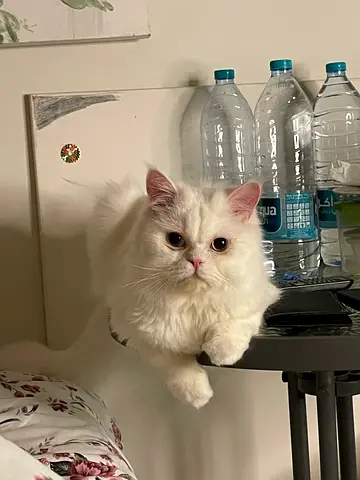 Affectionate Persian cat for adoption