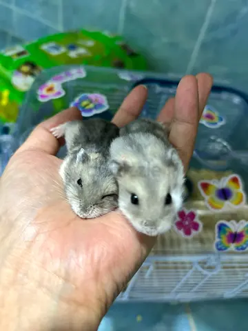 Hamster for adoption