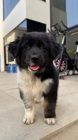 Pets for free adoption