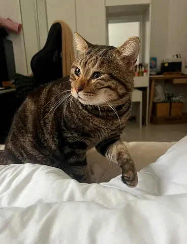 loving cat for free adoption