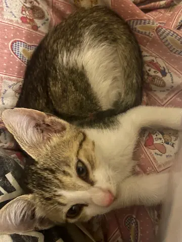 FREE KITTEN FOR ADOPTION