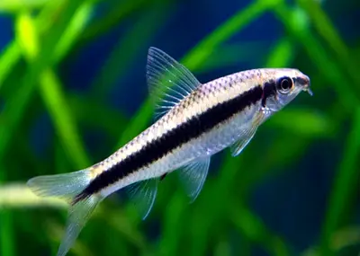 Siamise algae eater