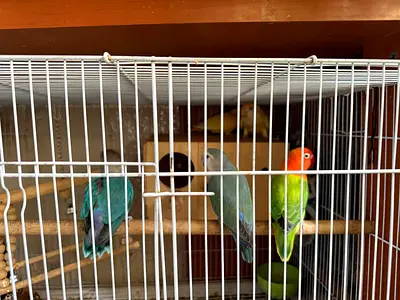 Fisher love birds with cage