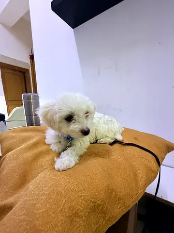 Small white Maltese/puppy — friendly, around 2 months old, for rehoming