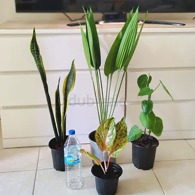 Set of 4 indoor potted houseplants – snake plant, aglaonema, iron cast plant and pothos